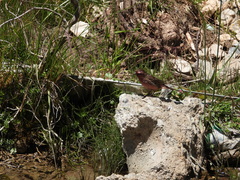 Carpodacus pulcherrimus
