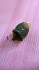 Palomena prasina