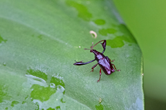 Euscelus longimanus