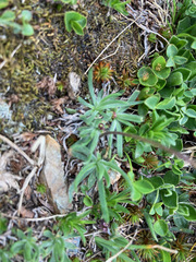 Plantago monosperma