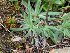 Plantago monosperma