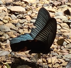 Papilio protenor