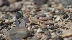 Phrynocephalus versicolor