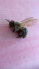 Apis mellifera