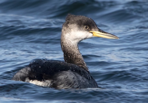 Somormujo cuellirrojo (Podiceps grisegena)