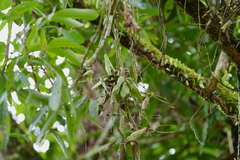 Dischidia major
