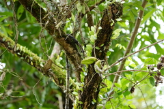 Dischidia major