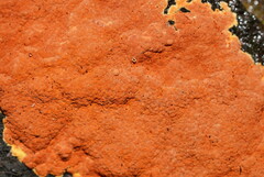 Hypoxylon crocopeplum