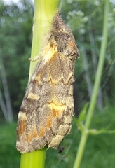 Notodonta dromedarius