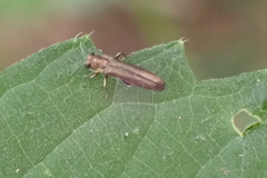 Agrilini