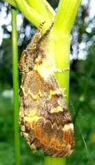 Notodonta dromedarius