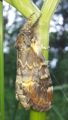 Notodonta dromedarius