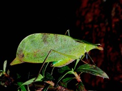 Leptoderes ornatipennis