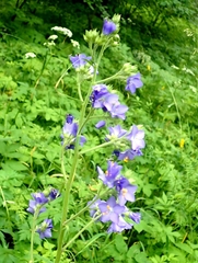 Polemonium caeruleum