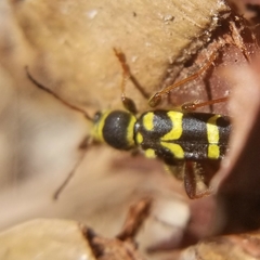 Clytus planifrons