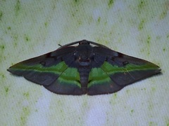 Hypochrosis cryptopyrrhata
