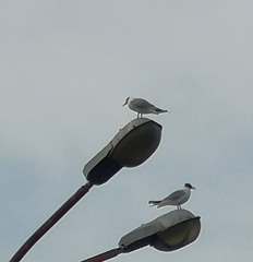 Chroicocephalus ridibundus