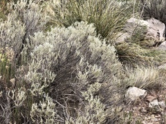 Tetradymia filifolia
