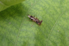 Sphyracephala brevicornis