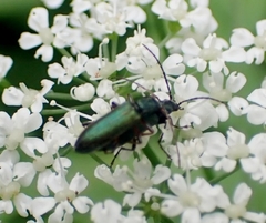 Chrysanthia geniculata