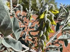 Crotalaria cunninghamii