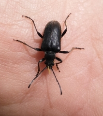 Rhagiini