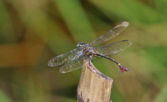 Ictinogomphus acutus