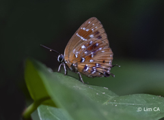 Iraota distanti