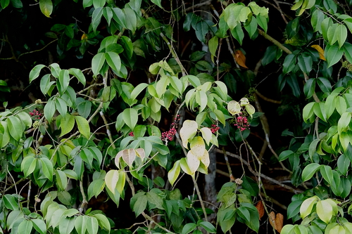 Memecylon ovatum, photograph 5