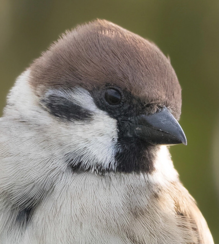 Gorrión molinero (Passer montanus)
