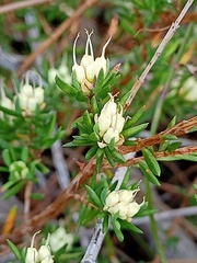 Darwinia diminuta