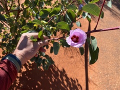 Gossypium sturtianum