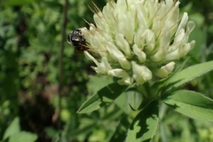 Trifolium lupinaster