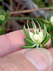 Darwinia diminuta