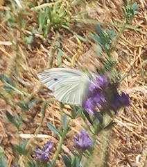 Pieris rapae