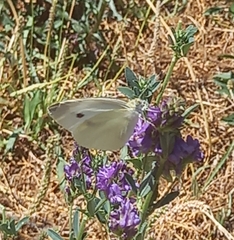 Pieris rapae