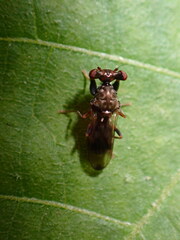 Sphyracephala brevicornis