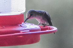 Microchera cupreiceps