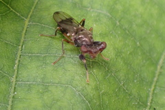 Sphyracephala brevicornis