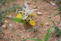 Curcuma neilgherrensis