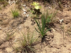 Yucca flaccida
