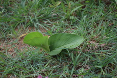 Curcuma neilgherrensis