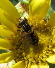 Helophilus lapponicus