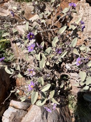 Solanum quadriloculatum
