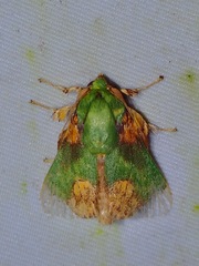 Parasa pastoralis