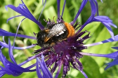 Bombus rupestris