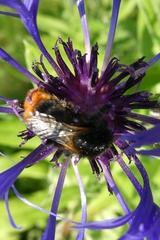 Bombus rupestris