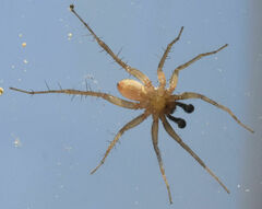 Pardosa atlantica