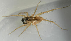 Pardosa atlantica