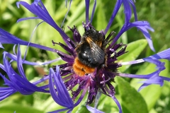 Bombus rupestris